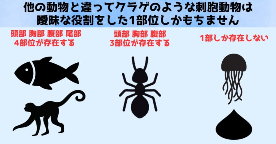 脊椎動物は４パート、虫は３パート、しかしクラゲは1パートしかない