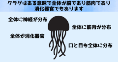 スライムもクラゲも全体が頭部と言える