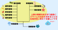 系統樹の上側の生物は比較的複雑な体を持っている