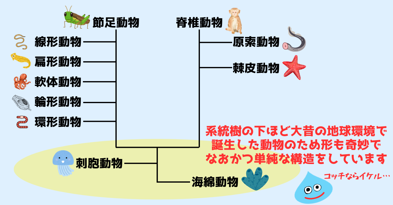 系統樹の下側は１パートしかない生物がおりスライムと親和性がある