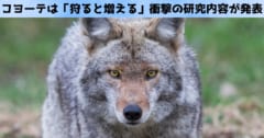 コヨーテは「狩ると増える」衝撃の研究内容が発表の画像 1/3