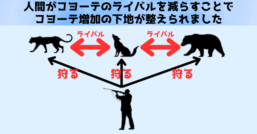 コヨーテが増える下地は人間によって整えられました