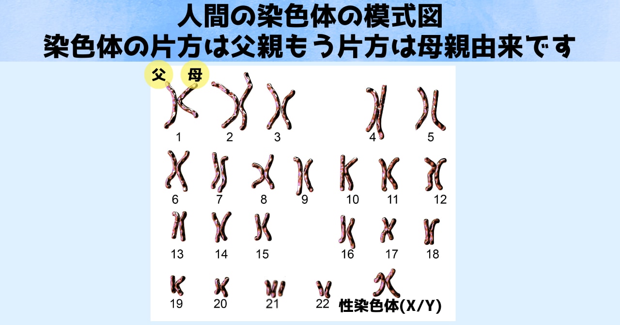 人間の場合、染色体は父親から1セット、母親から1セットを受け継ぎます