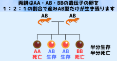 大きい染色体（A）と小さい染色体（B）の両方を持っている場合のみ卵は生き残れます