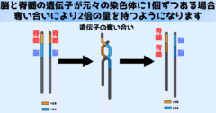 遺伝子の奪い合いをすることで、染色体の大きさまで変わってしまいました。なおここで言う脳の遺伝子や脊髄の遺伝子は便宜上のたとえになります。