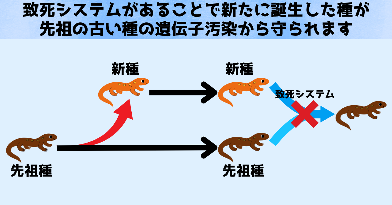 「半分の卵が死亡する」イモリの200年にわたる致死システムの謎がついに解明の画像 6/6