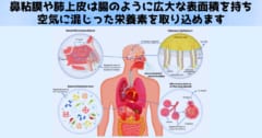 ミネラルは鼻粘膜から吸収できる