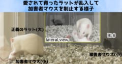 ラットが加害者マウスを制止する様子の別カット。ラットはマウスよりも大きな体格を持っています