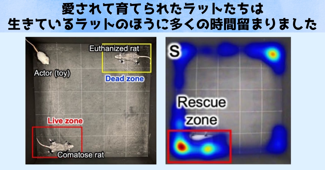 愛されて育ったラットは生きているラットを心配します