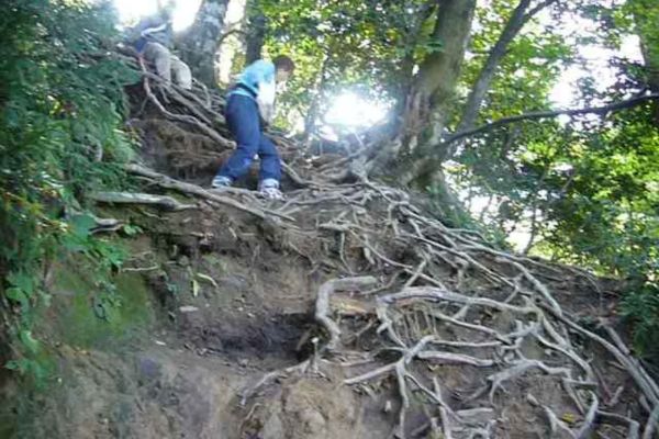 投入堂に向かう登山道、木の根剥き出しの急坂「かずら坂」は両手を使ってよじ登るスタイル