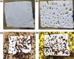 アフリカ初「プラスチックを食べるスーパーワーム」をケニアで新発見！の画像 5/5