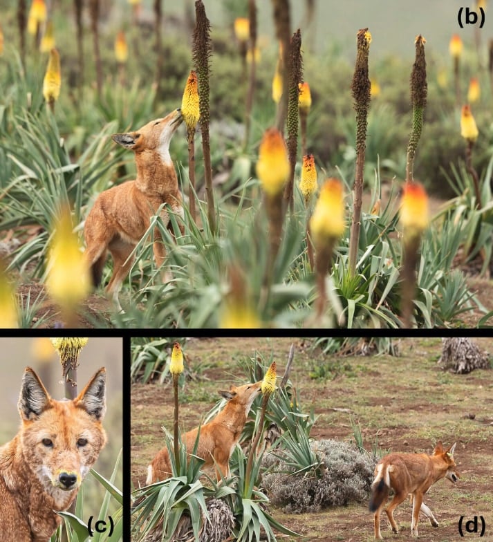 「花の蜜を吸うオオカミ」を初発見！受粉を媒介している可能性もの画像 5/5