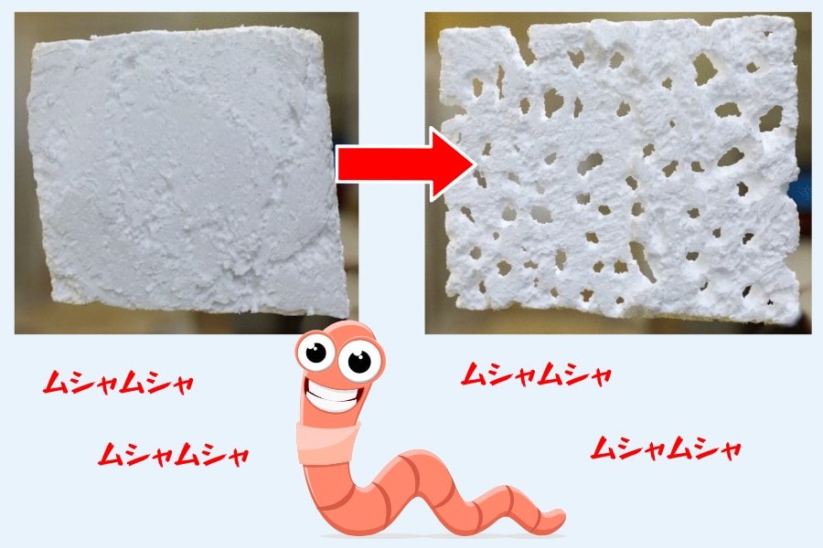 アフリカ初「プラスチックを食べるスーパーワーム」をケニアで新発見！