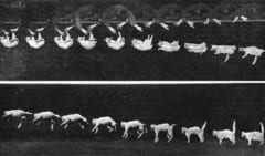 50年代のおかしな実験「微小重力でネコを落とすとどうなるの？」の画像 2/4