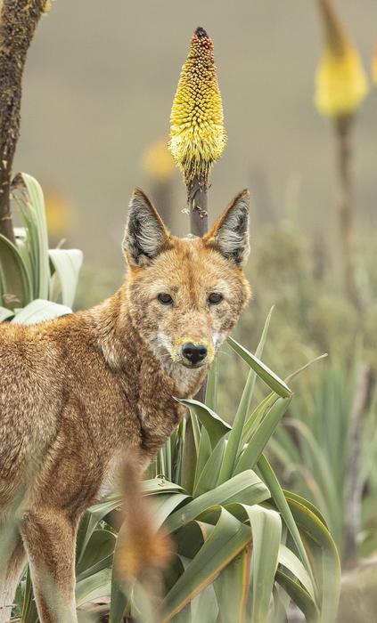 「花の蜜を吸うオオカミ」を初発見！受粉を媒介している可能性もの画像 3/5