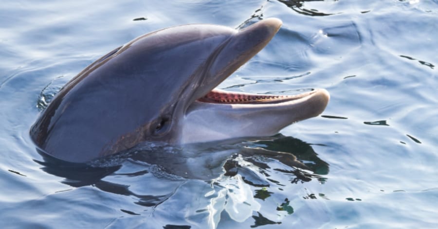 友達いなさすぎて「独り言を喋り続けるイルカ」が見つかる - ナゾロジー