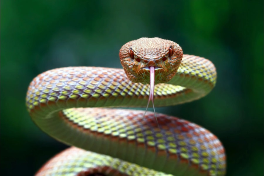 本能が恐怖を感じる仕組み「イモリをヘビ柄にすると生物は脅威を感じる」の画像 2/7