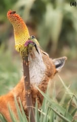 「花の蜜を吸うオオカミ」を初発見！受粉を媒介している可能性もの画像 4/5