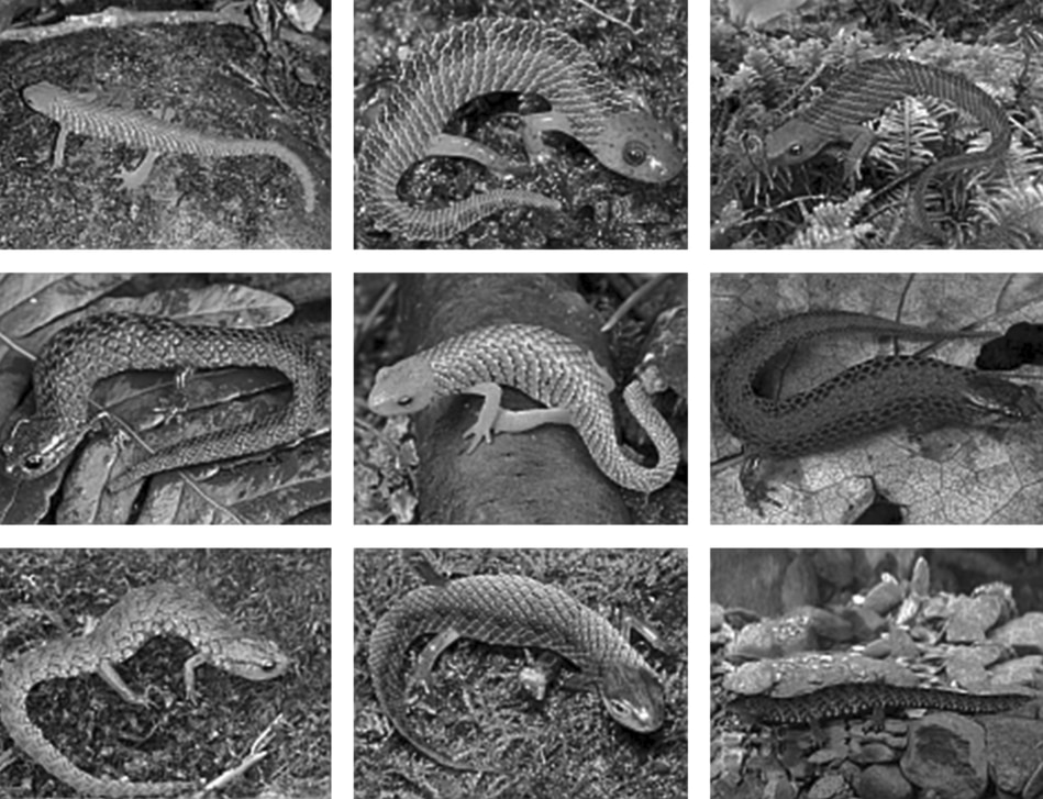 本能が恐怖を感じる仕組み「イモリをヘビ柄にすると生物は脅威を感じる」の画像 5/7