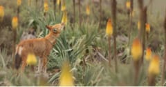 「花の蜜を吸うオオカミ」を初発見！受粉を媒介している可能性もの画像 1/5