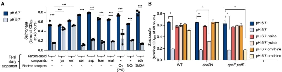 （A）pH5.7ではリジンとオルニチンの添加培地のみでサルモネラが増殖、（B）pH5.7のリジン添加培地ではcadBA変異体は増殖できず、pH5.7のオルニチン添加培地ではspeF potE変異体は増殖できない