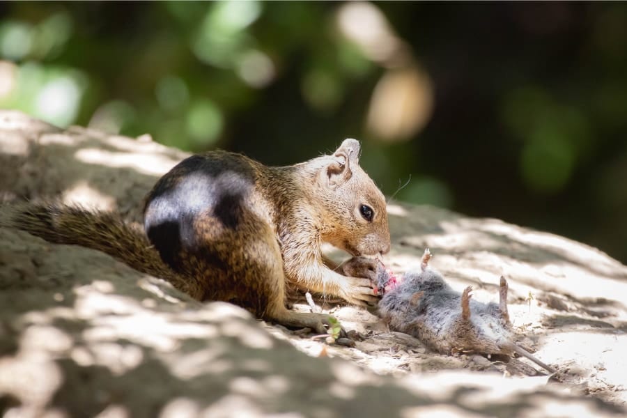 ネズミを狩って食べる「肉食リス」がカリフォルニア州で初発見される！