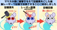 頭部打撃による記憶喪失をマウスで再現しその後の記憶回復にも成功！