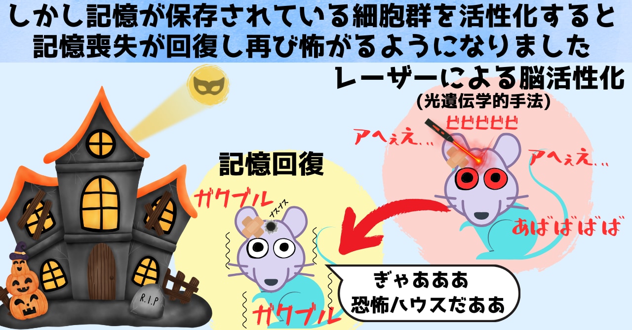 記憶が収められている細胞群（エングラム細胞）を活性化すると恐怖記憶が復活し恐怖ハウスを恐がるようになりました