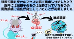 頭部打撃は接続先にもともと記憶エングラムを形成している細胞か、記憶エングラムを形成していない細胞と区別がつかなくなってしまうことが原因です