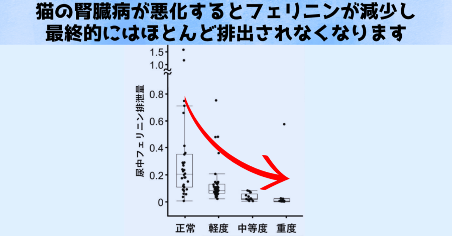 腎臓病になるとフェリニン排出が減少します