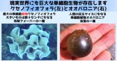 現実世界に存在する巨大単細胞動物と巨大単細胞植物