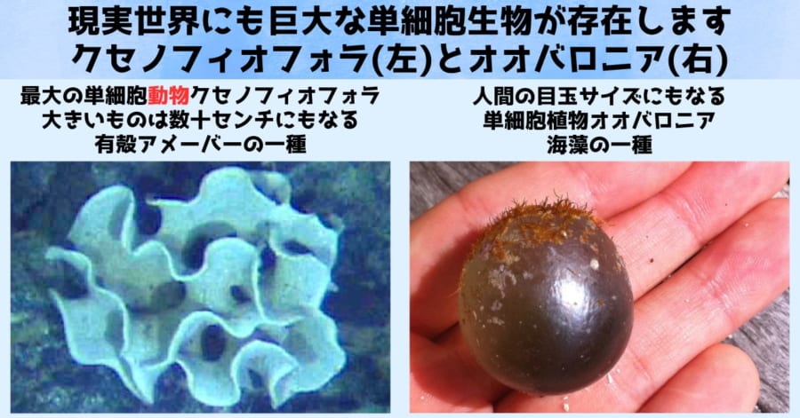 現実世界に存在する巨大単細胞動物と巨大単細胞植物