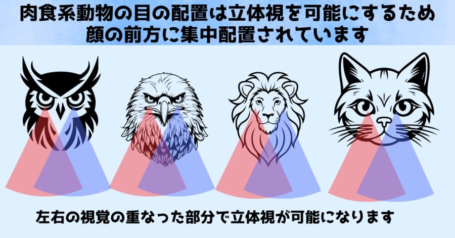 肉食動物の目は立体視を可能にするため前方に集中配置されています