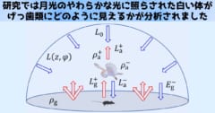 月光が白いフクロウの体に当たって跳ね返り、げっ歯類にどのように見えるかが調べられました