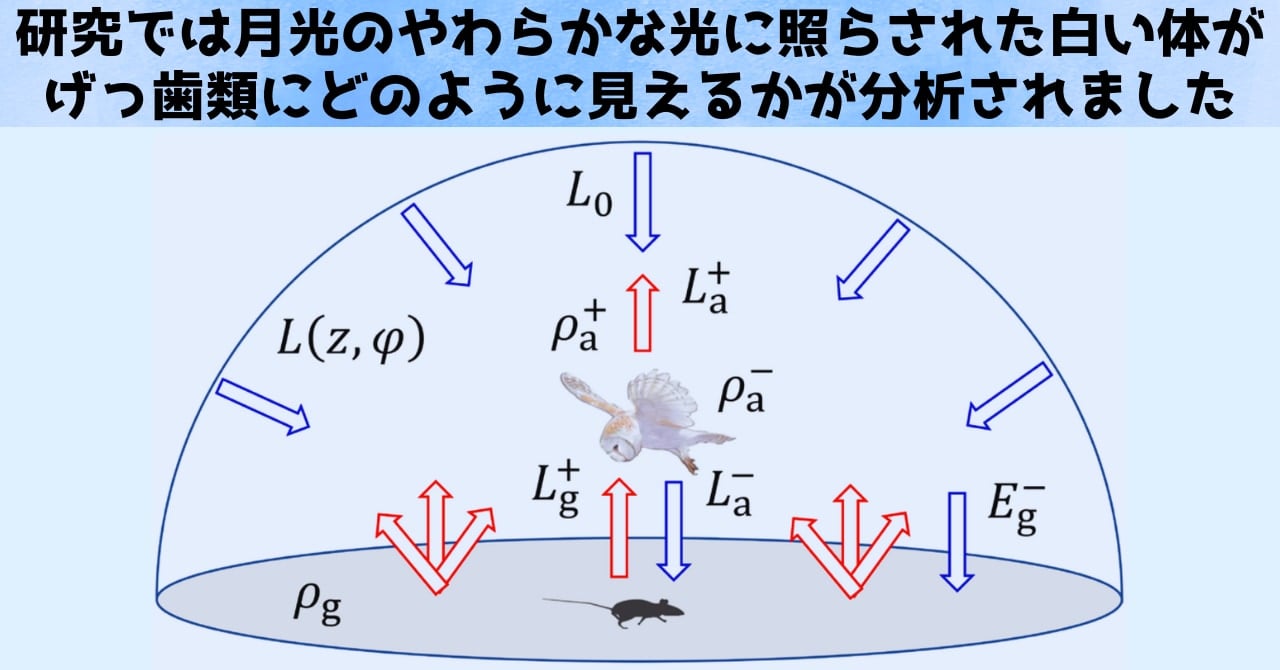 月光が白いフクロウの体に当たって跳ね返り、げっ歯類にどのように見えるかが調べられました