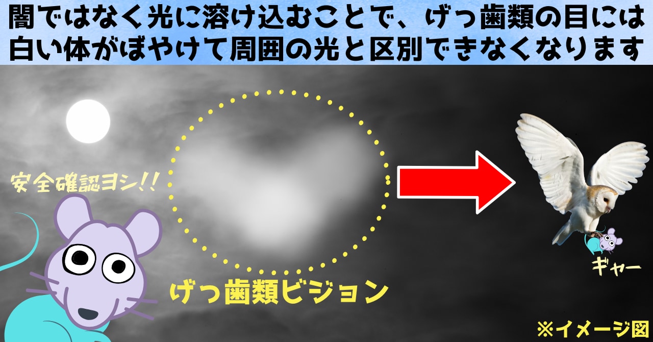 げっ歯類の視覚は暗闇に対応しており、光に溶け込む白いフクロウを見つけるのは困難です