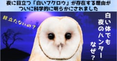 夜に目立つ「白いフクロウ」は闇ではなく光に溶け込んでいた