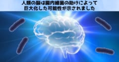 人間の脳は「腸内細菌」によって大きくなった