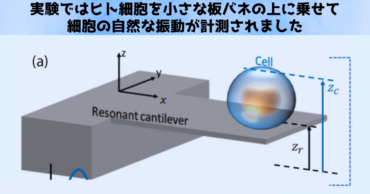 特定された共鳴周波数は10〜30 kHzおよび150〜180 kHzに位置し、前者の「10〜30 kHz」は人間の可聴域「20Hz～20kHz（20～20000Hz）」と一部が重なっており、理論的には、人間の耳はこの周波数の音を「聞く」ことが可能となっています。