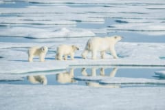 「最悪3年で北極の氷が消える…」衝撃のシミュレーション結果の画像 4/5