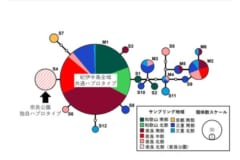 ハプロタイプS4は他の地域では一切確認されておらず奈良公園のシカだけが持つ