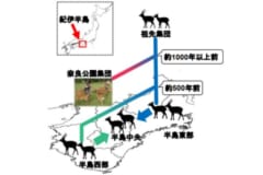 紀伊半島のニホンジカは奈良公園、東部、西部の大きく3つの遺伝的グループに分けられる