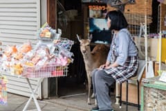 他地域のシカが保護地区に入り込み、奈良のシカの血統が変わってしまうかもしれない