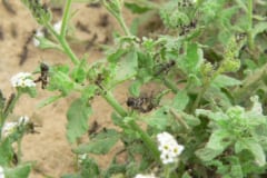 急に増えた植物のおかかで幼虫も増殖。通り道の植物を食べつくしてしまう「数の暴力」