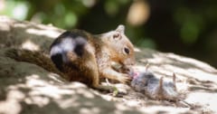 ネズミを狩って食べる「肉食リス」がカリフォルニア州で初発見される！の画像 1/6