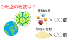 【一番数が多いのは？】「地球生物の細胞総数」「宇宙にある星の数」「地球の砂粒の数」の画像 2/5