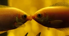 【微笑ましい魚同士のキス動画】と思いきや、実は死者も出る凄絶なシーンだったの画像 1/5