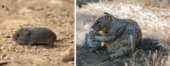 ネズミを狩って食べる「肉食リス」がカリフォルニア州で初発見される！の画像 4/6