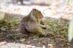 ネズミを狩って食べる「肉食リス」がカリフォルニア州で初発見される！の画像 6/6