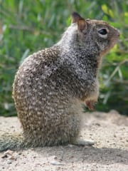 ネズミを狩って食べる「肉食リス」がカリフォルニア州で初発見される！の画像 2/6